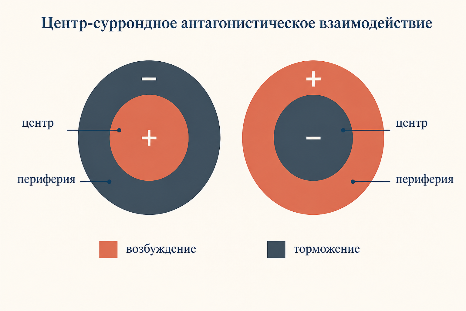 Антагонизм центра и периферии: возбуждающий центр и тормозная периферия и обратный вариант
