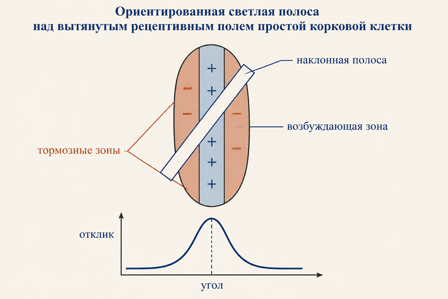 Вытянутое рецептивное поле простой клетки и кривая отклика от угла наклона полосы