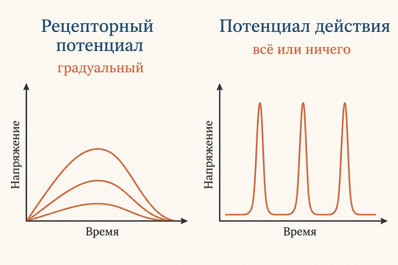 Сравнение кривых: слева градуальный рецепторный потенциал растёт с силой стимула, справа фиксированный спайк потенциала действия по закону всё или ничего