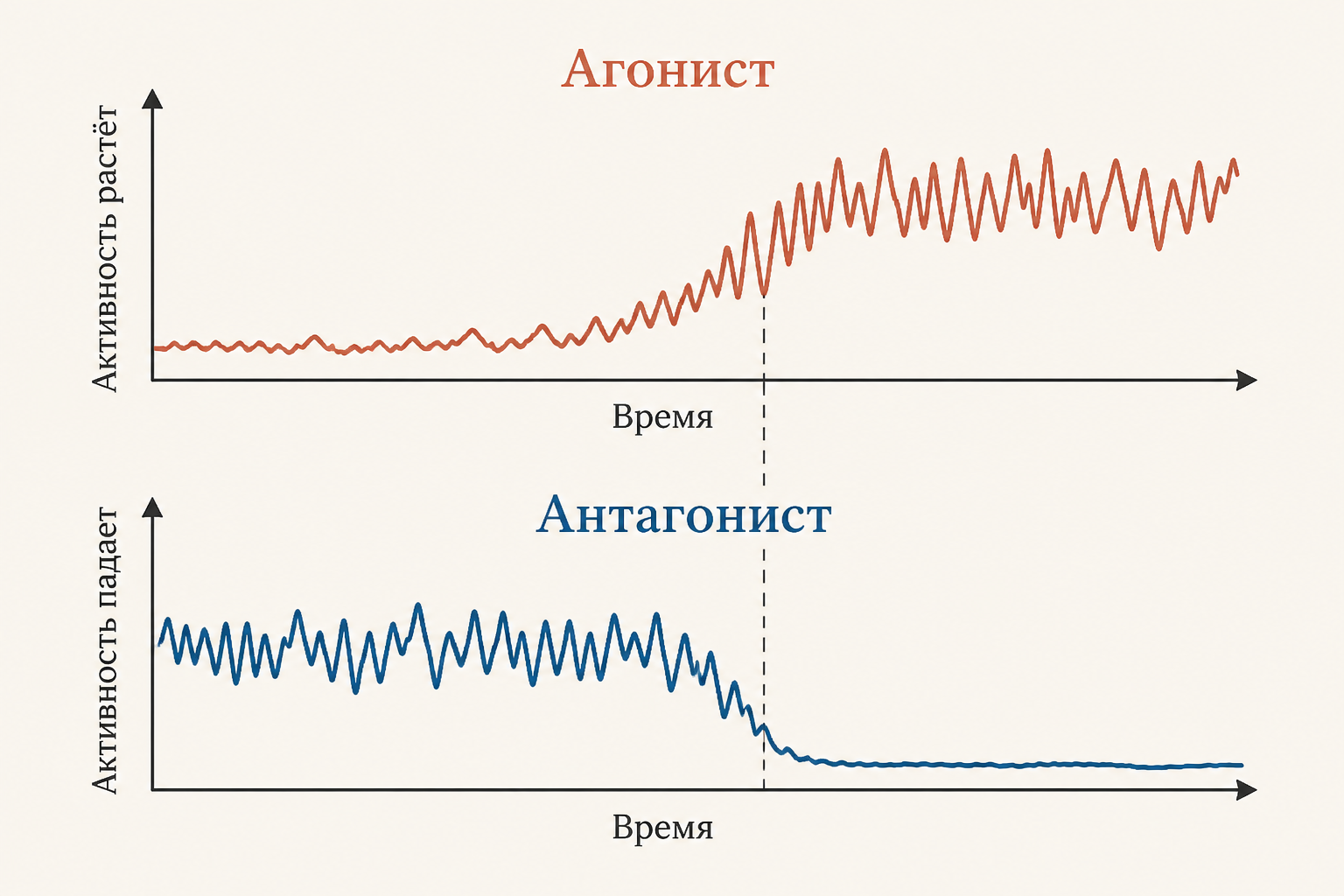 Две ЭМГ: у агониста активность растёт, у антагониста в тот же момент падает