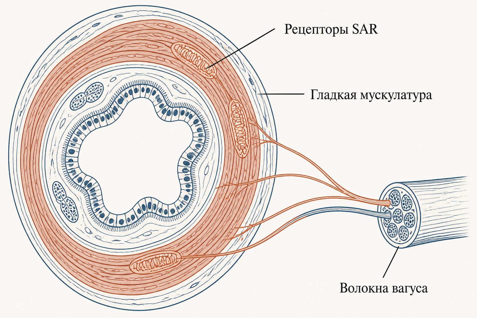 Схема рецепторов растяжения в бронхах и их связь с блуждающим нервом