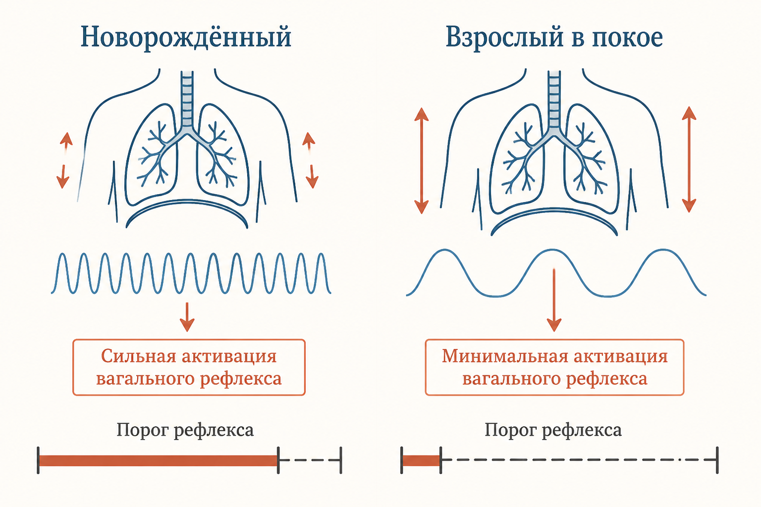 Сравнение выраженности рефлекса у новорождённого и взрослого