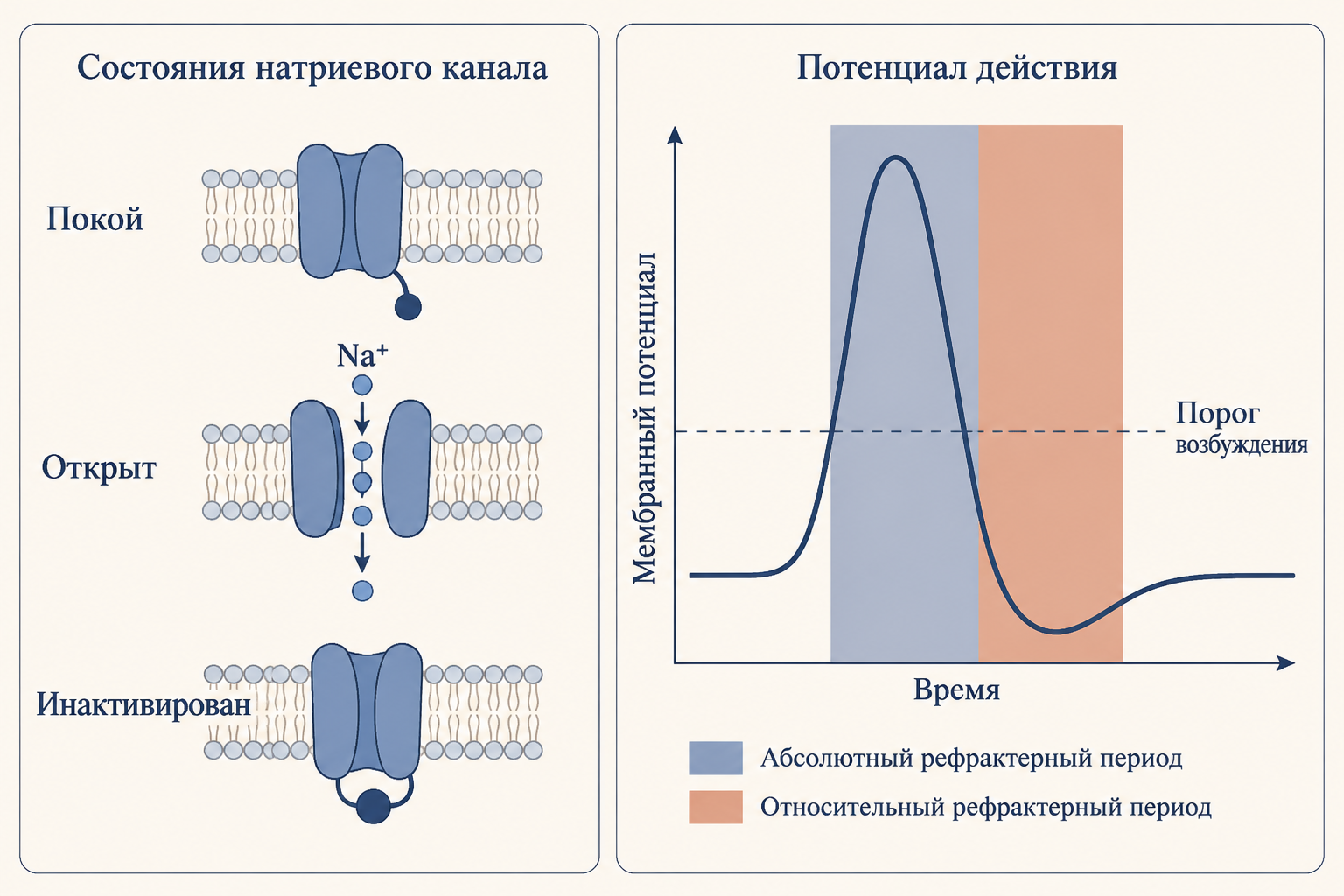 Фазы рефрактерного периода: абсолютный соответствует инактивации натриевых каналов, относительный - их частичному восстановлению и открытым калиевым каналам