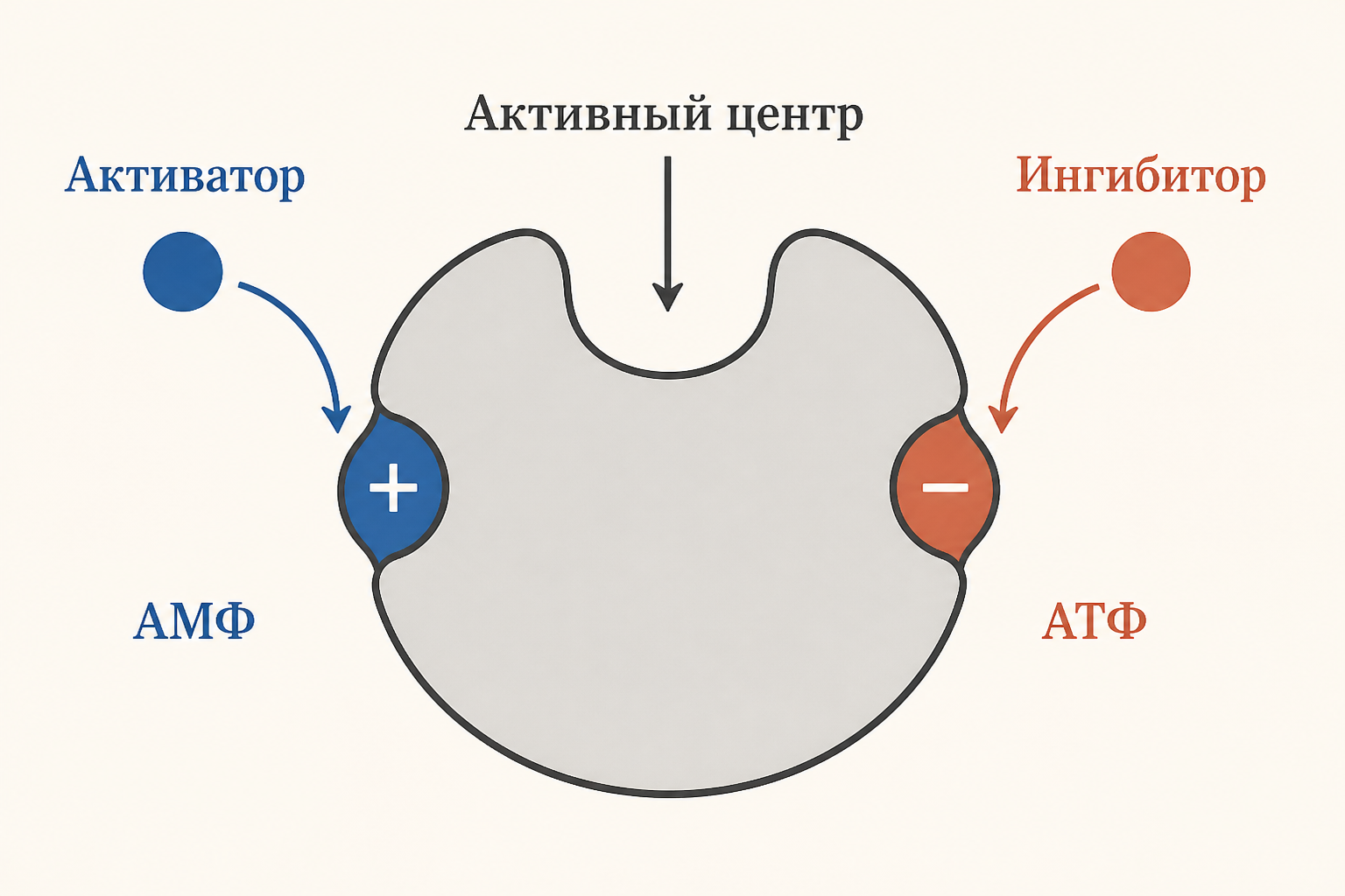 Схема аллостерической регуляции фермента: активатор АМФ повышает активность через свой сайт, ингибитор АТФ снижает её, активный центр в центре молекулы