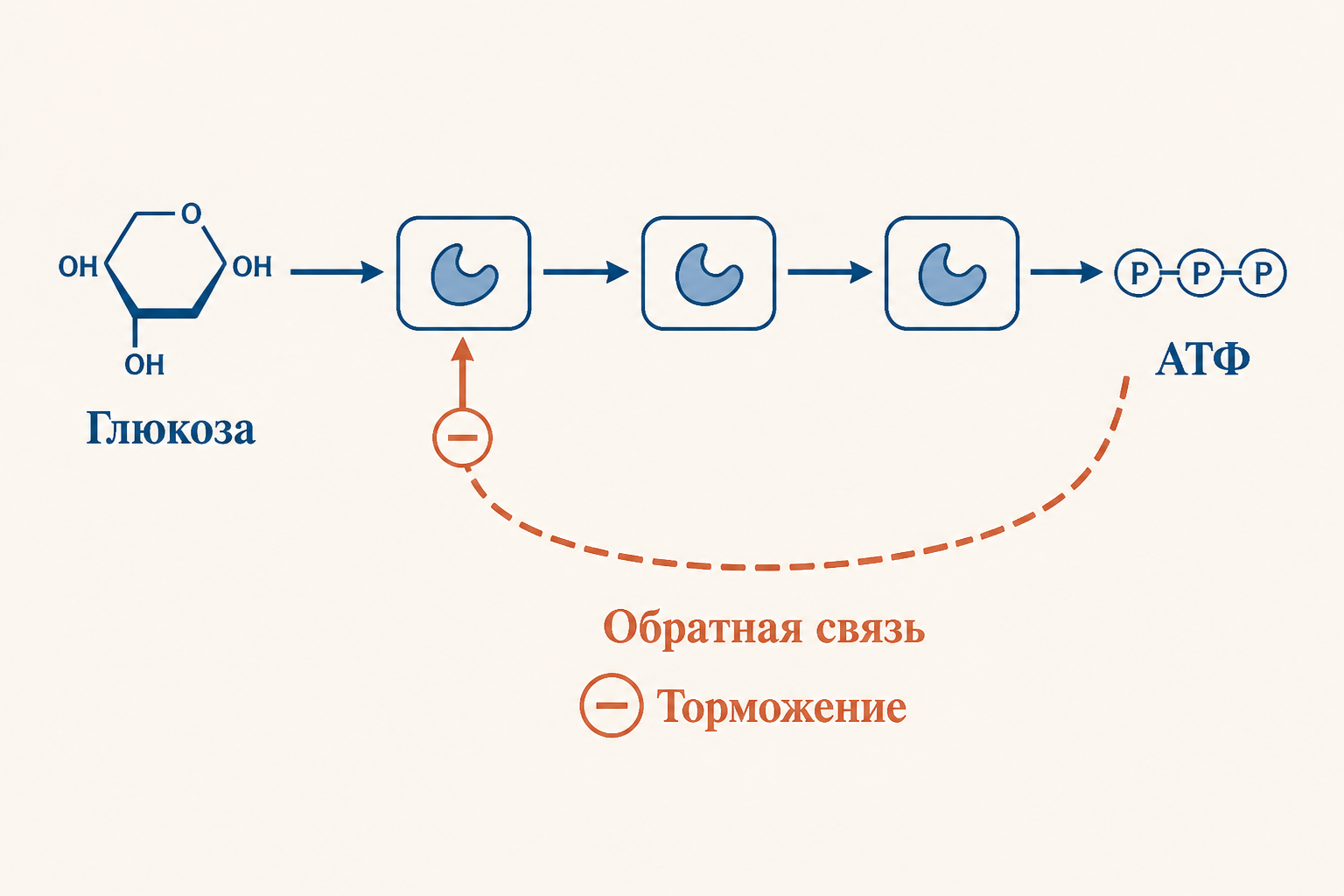 Схема обратной связи в гликолизе: путь от глюкозы к АТФ, накопленный АТФ по обратной связи тормозит начальный фермент