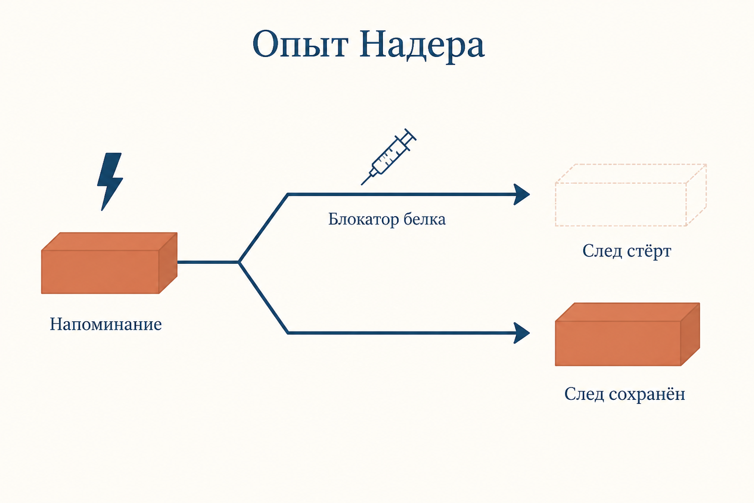 Схема опыта Надера: после напоминания блокатор синтеза белка стирает след, без блокатора след сохраняется