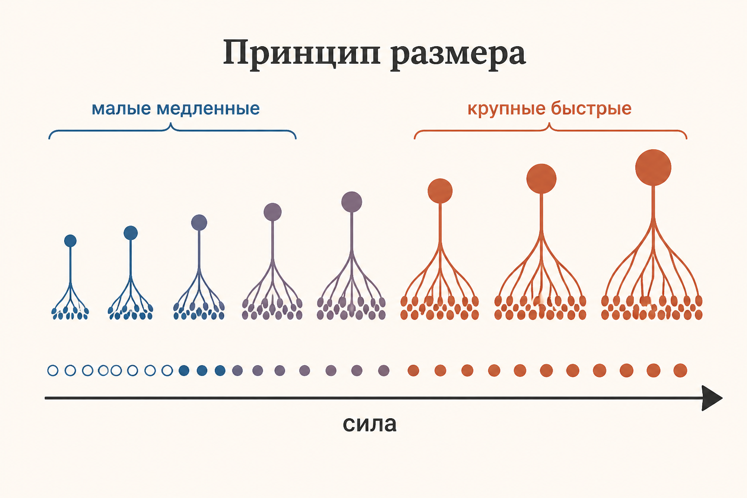Принцип размера Хеннемана: двигательные единицы выстроены по возрастанию размера и включаются от малых медленных к крупным быстрым по мере роста требуемой силы
