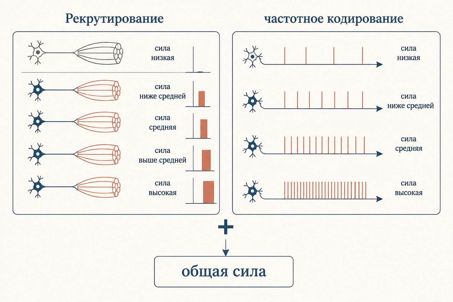 Два механизма роста усилия: слева рекрутирование новых двигательных единиц, справа учащение импульсов одной единицы, вместе они дают общую силу