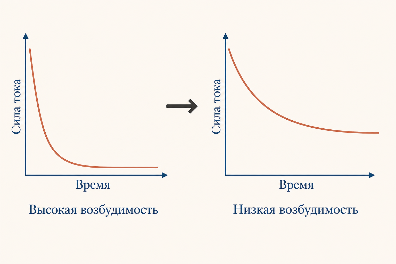 Сравнение двух тканей: при высокой возбудимости кривая лежит ниже, реобаза меньше