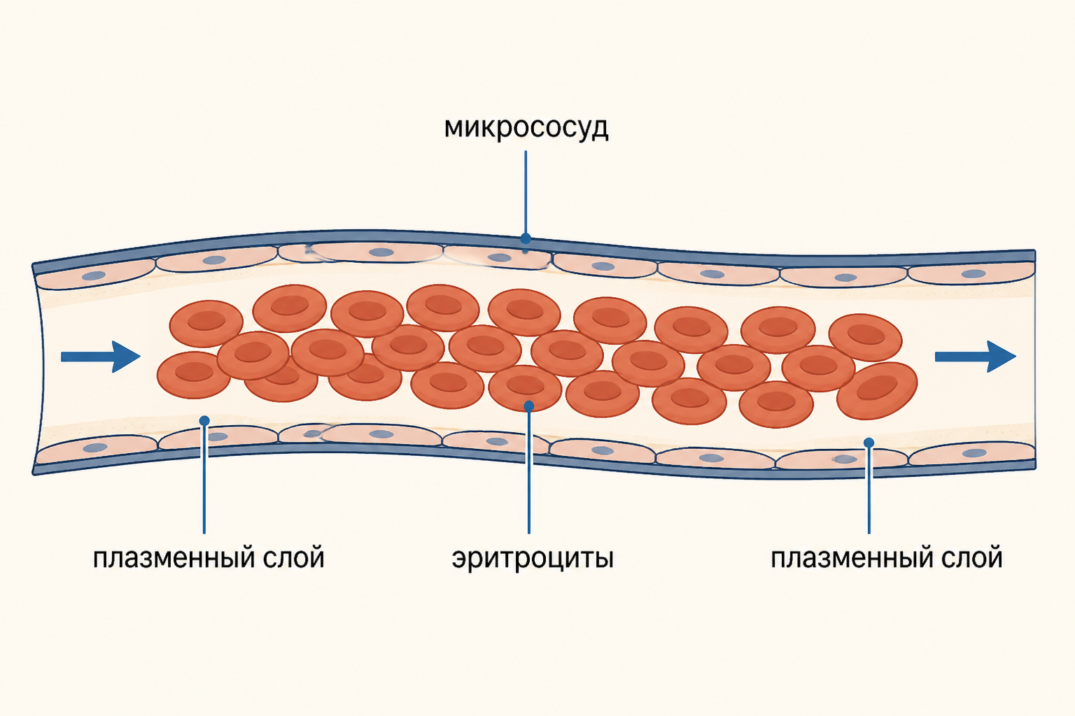 В микрососуде эритроциты смещены к оси, а у стенки остаётся плазменный слой