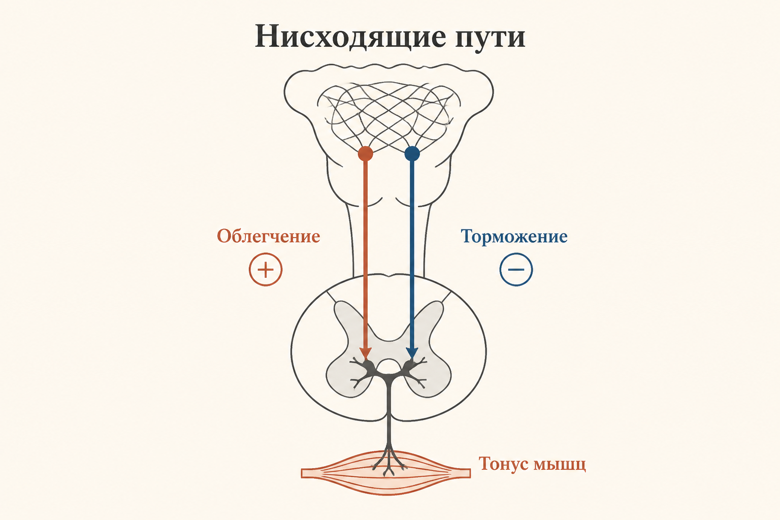 Нисходящие пути ретикулярной формации к спинному мозгу: облегчающий и тормозящий путь регулируют тонус мышц через мотонейроны
