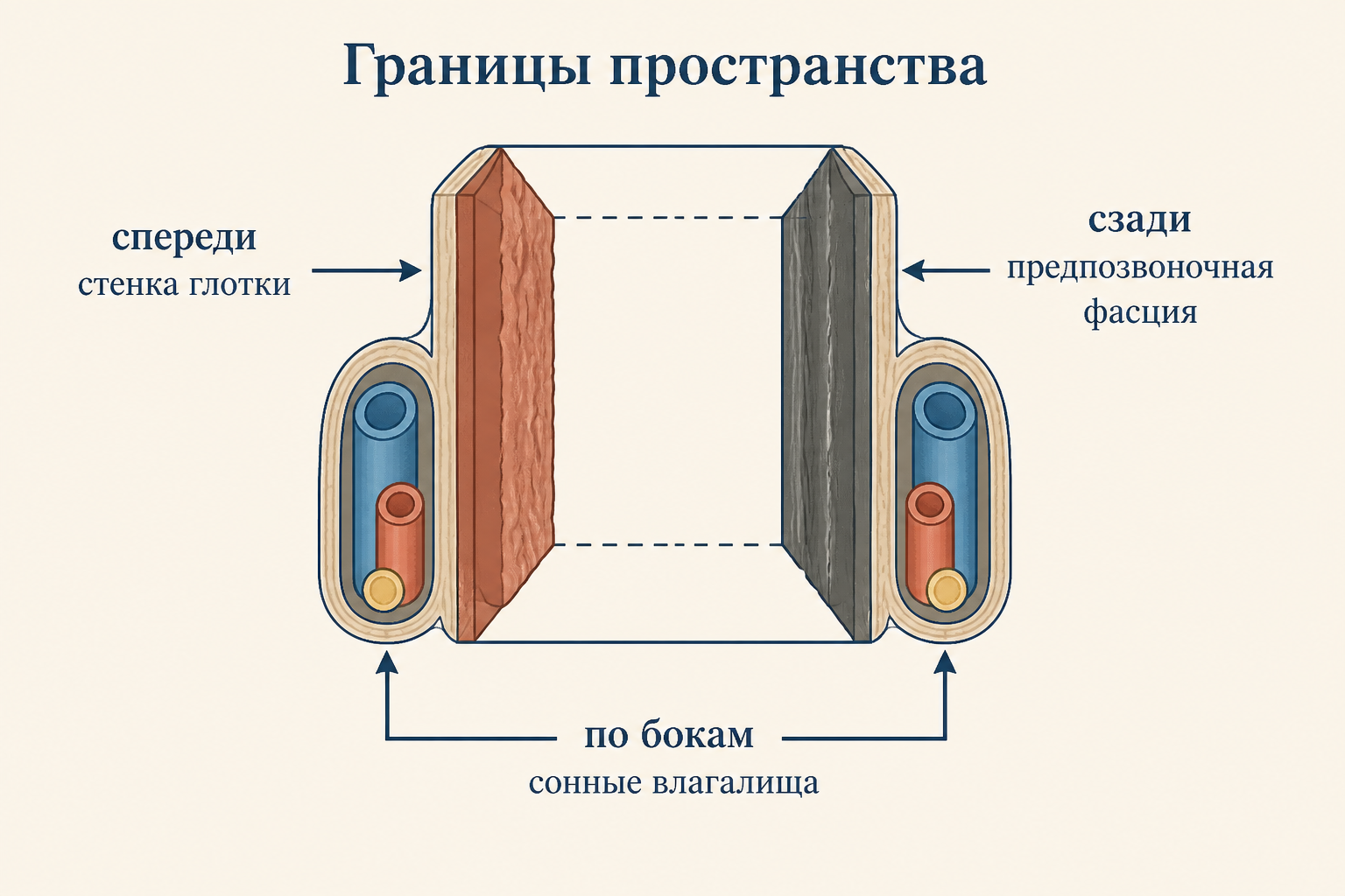 Схема границ заглоточного пространства: спереди стенка глотки, сзади предпозвоночная фасция, по бокам сонные влагалища