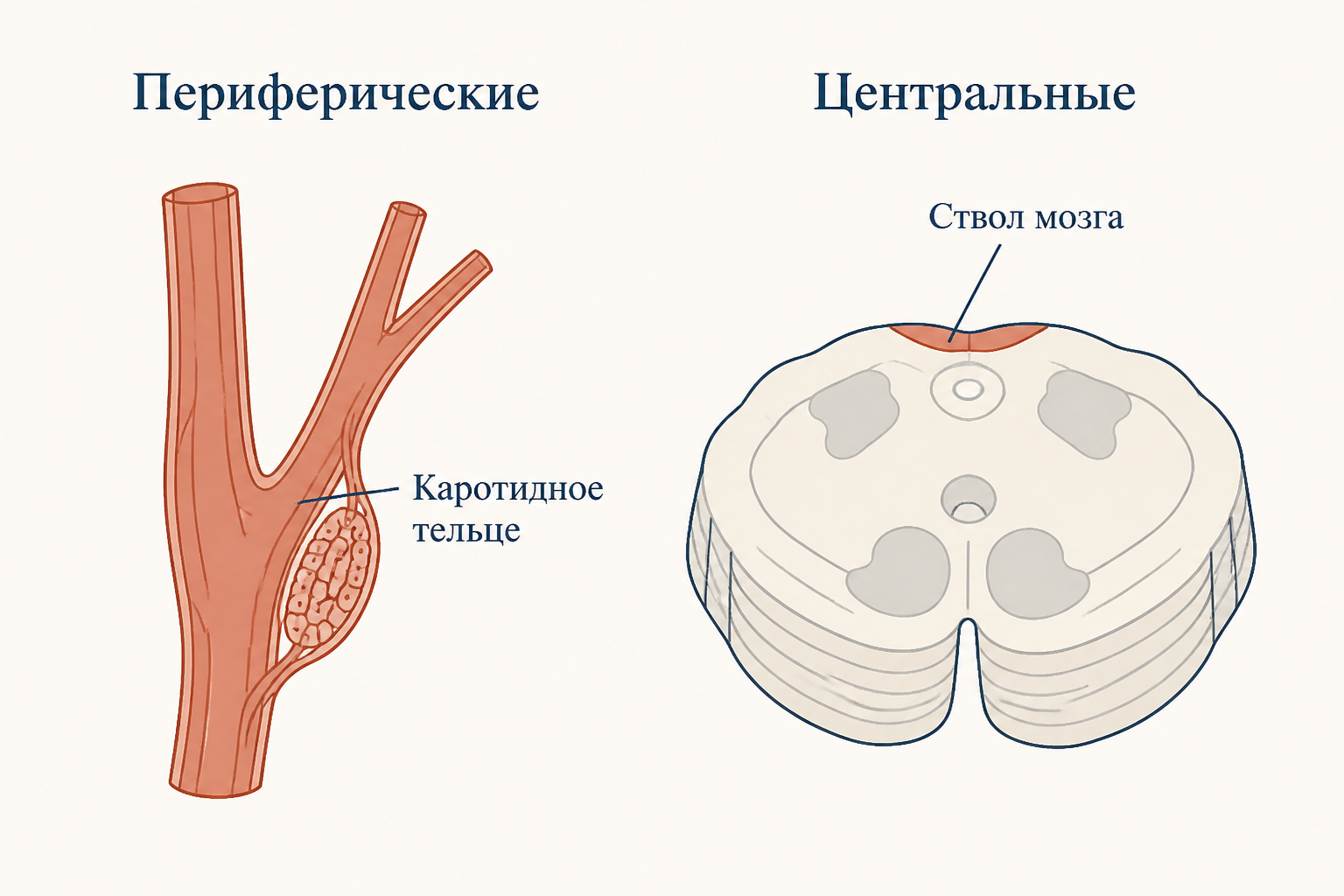 Контур регуляции дыхания: хеморецепторы измеряют газы крови, дыхательный центр меняет работу лёгких