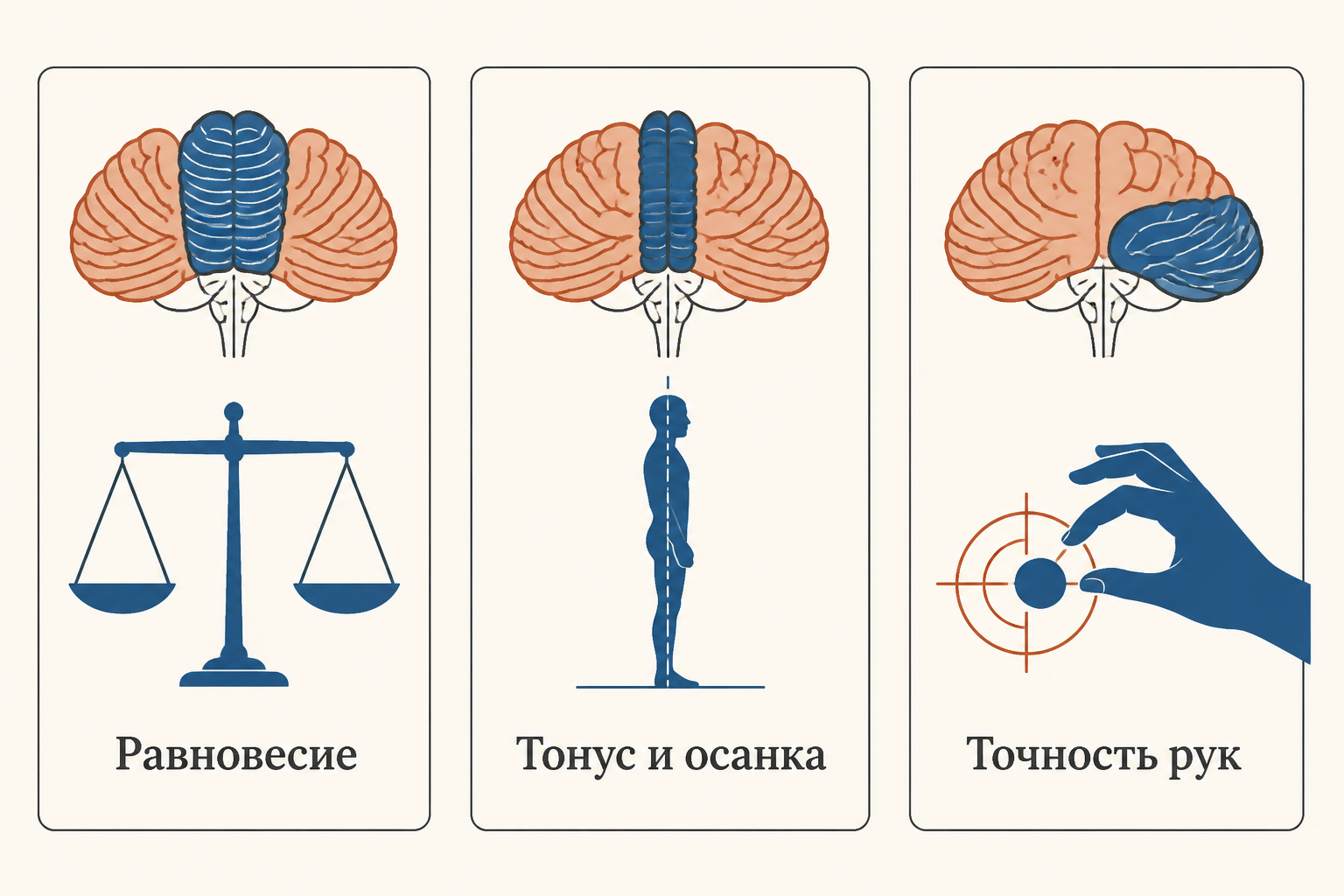 Сопоставление трёх зон мозжечка с их функциями: равновесие, тонус и осанка, точность движений рук, каждая зона подписана отдельным цветом