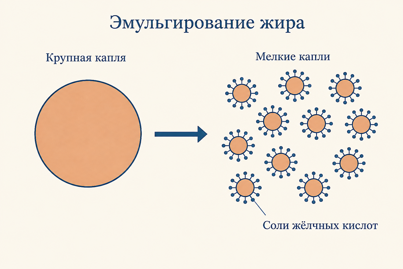 Эмульгирование: крупная капля жира под действием солей жёлчных кислот распадается на множество мелких капель, что резко увеличивает суммарную площадь поверхности для липазы