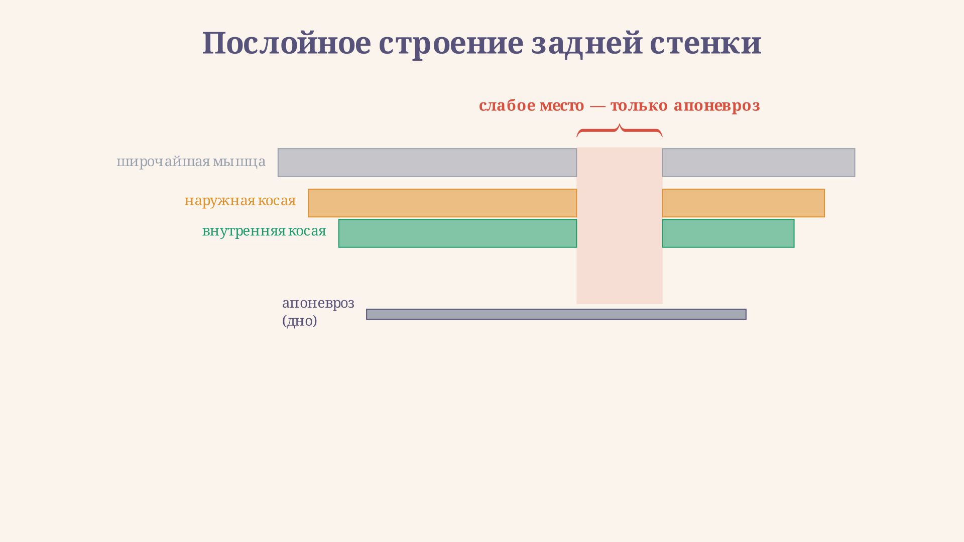 Послойное строение задней брюшной стенки: в зоне промежутка мышечные слои расходятся, и остаётся истончённый участок, прикрытый только апоневрозом
