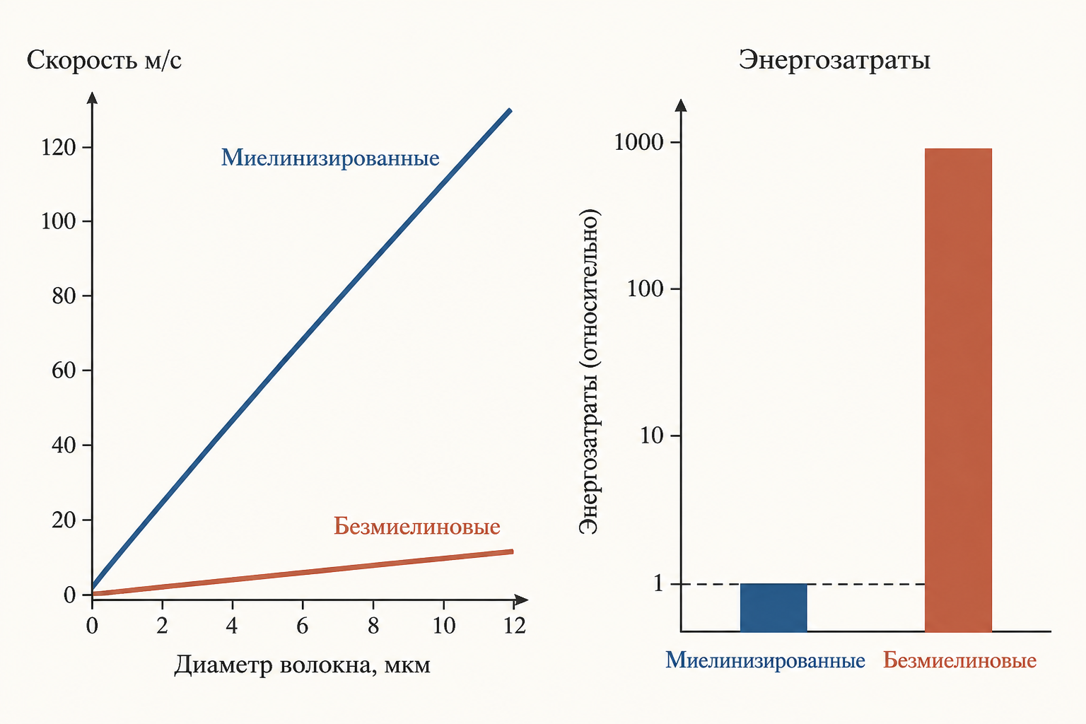 График зависимости скорости проведения от диаметра волокна: миелинизированные и безмиелиновые волокна