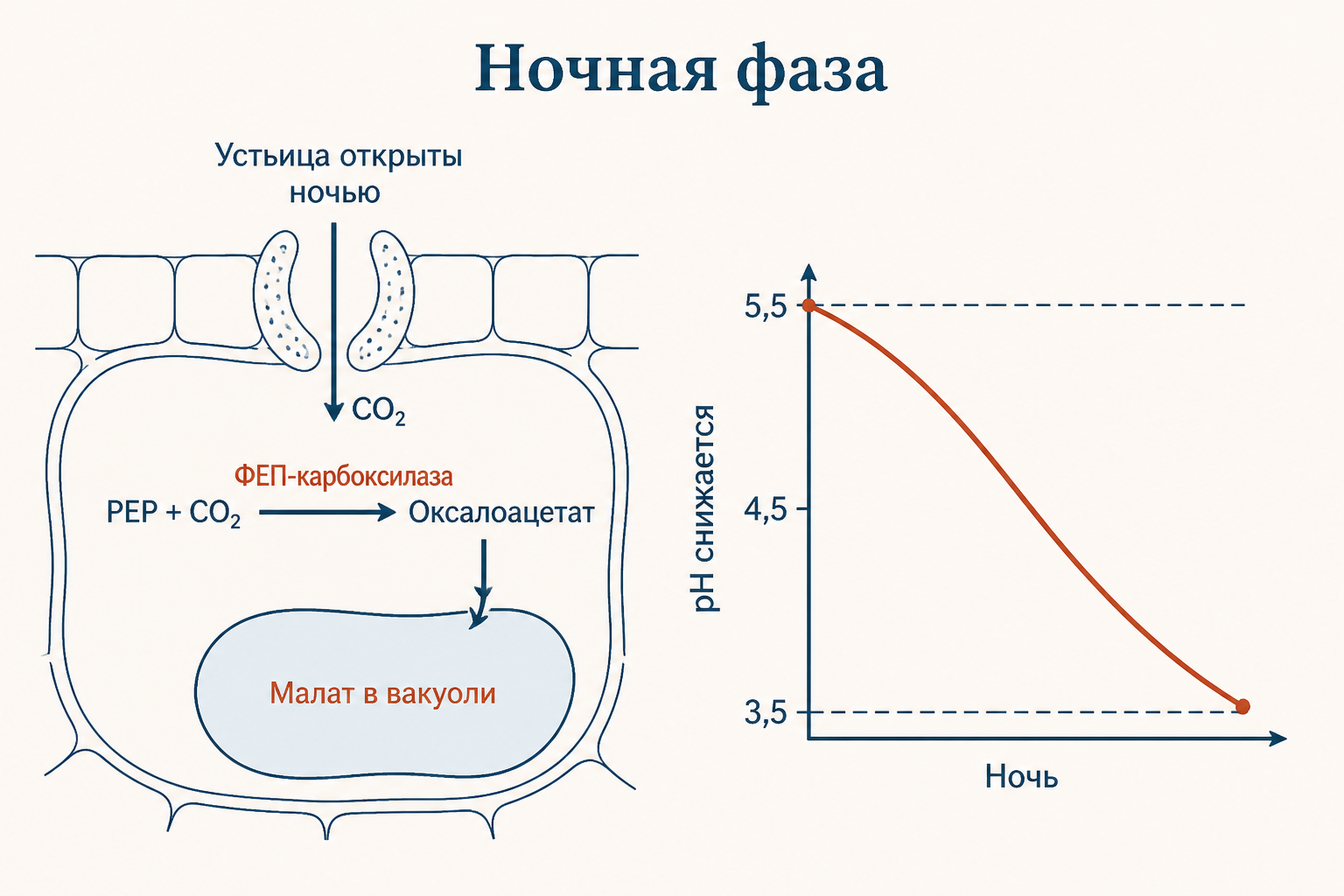 Схема ночной фазы САМ: ПЭП-карбоксилаза, малат, вакуоль