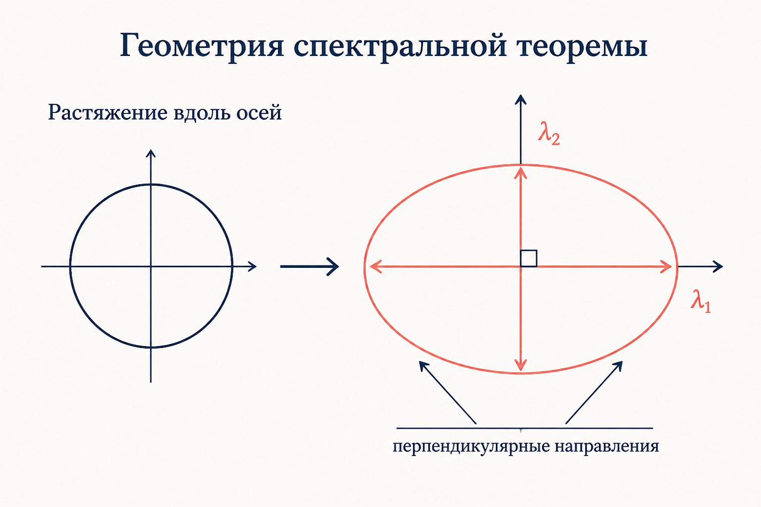 Геометрия спектральной теоремы: оператор растягивает плоскость вдоль двух перпендикулярных собственных направлений с коэффициентами лямбда один и лямбда два