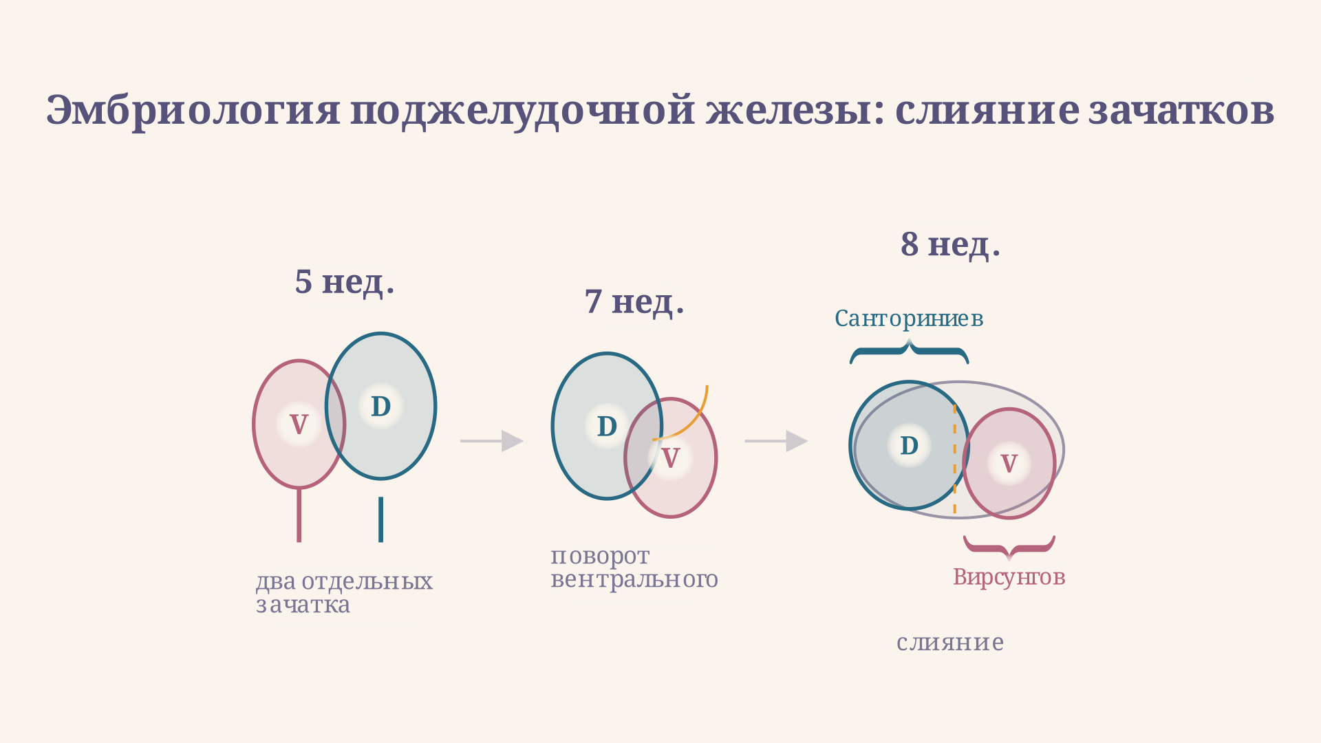 Схема слияния вентрального и дорсального зачатков поджелудочной железы в эмбриогенезе: как формируются Вирсунгов и Санториниев протоки
