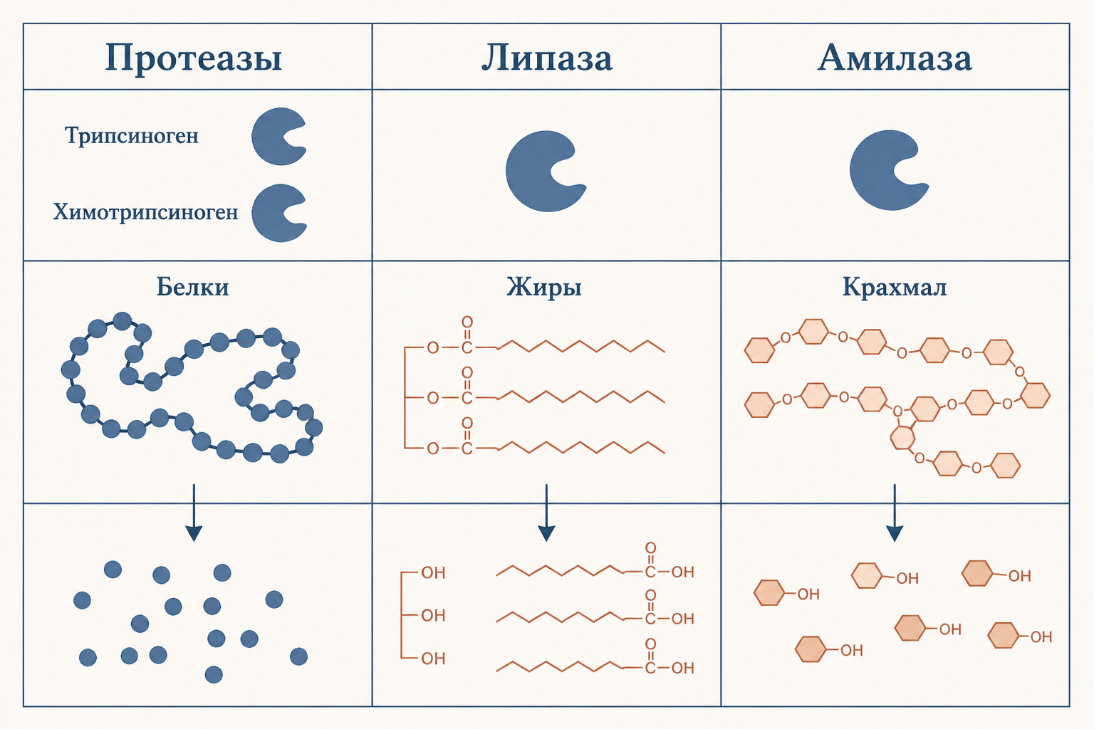 Ферменты поджелудочной железы и их субстраты