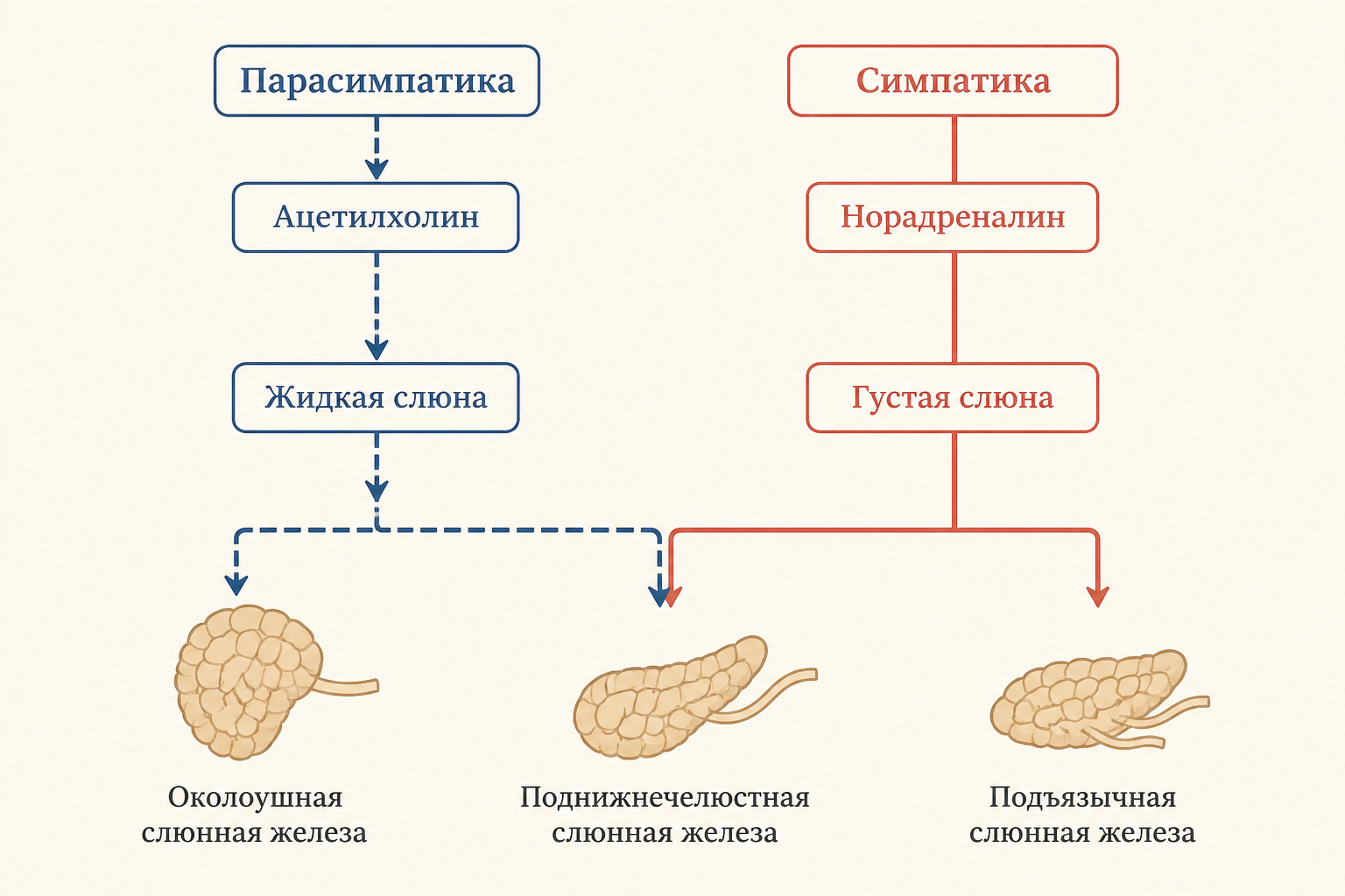 Схема нервной регуляции слюноотделения: парасимпатические и симпатические пути