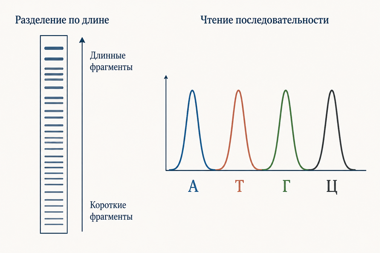 Разделение фрагментов по длине: слева лесенка полос от коротких внизу к длинным вверху, справа четырёхцветная хроматограмма, по пикам которой считывают буквы последовательности