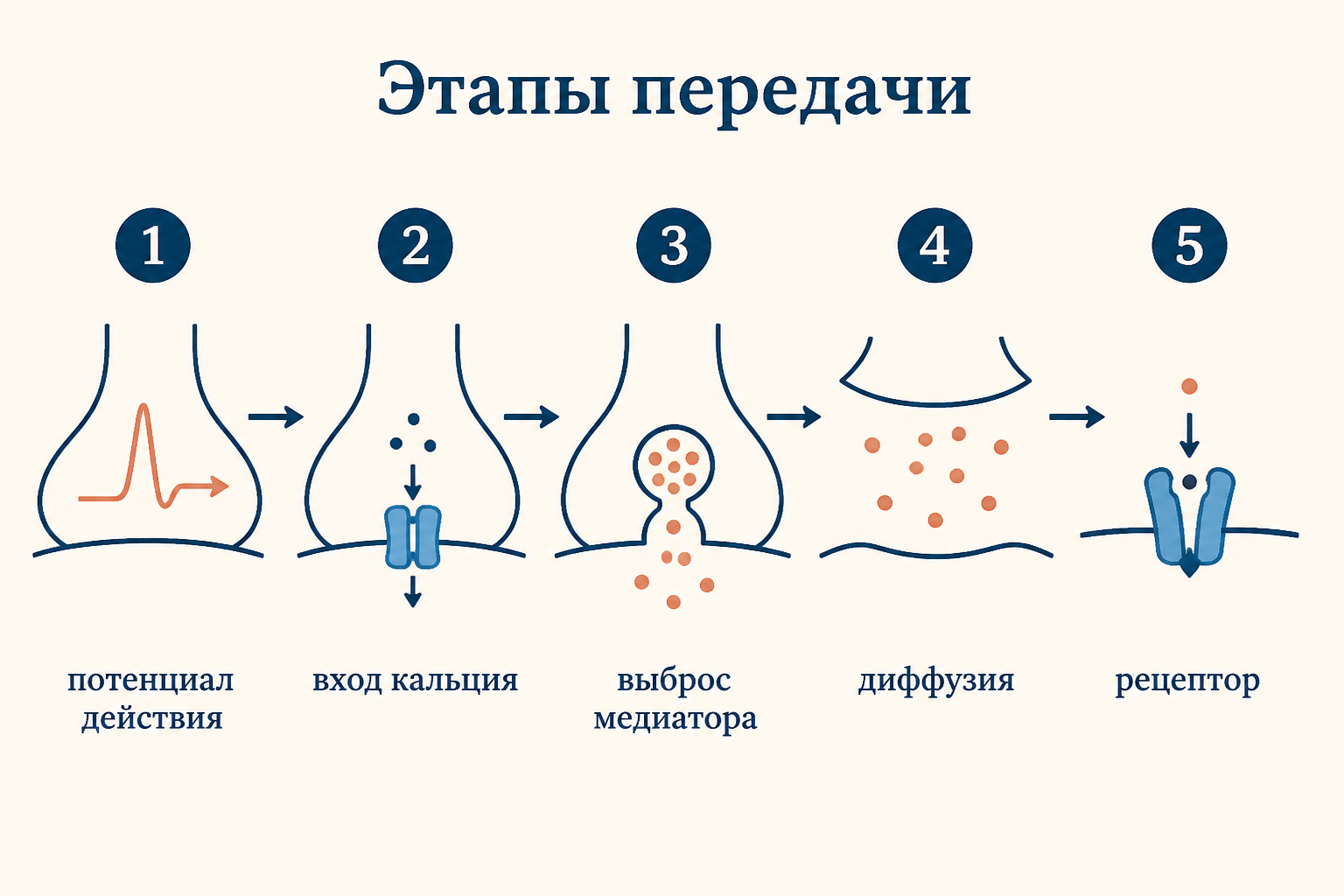 Синаптическая передача в холинергическом синапсе: пресинаптические везикулы с ацетилхолином, синаптическая щель с молекулами медиатора и рецепторы постсинаптической мембраны