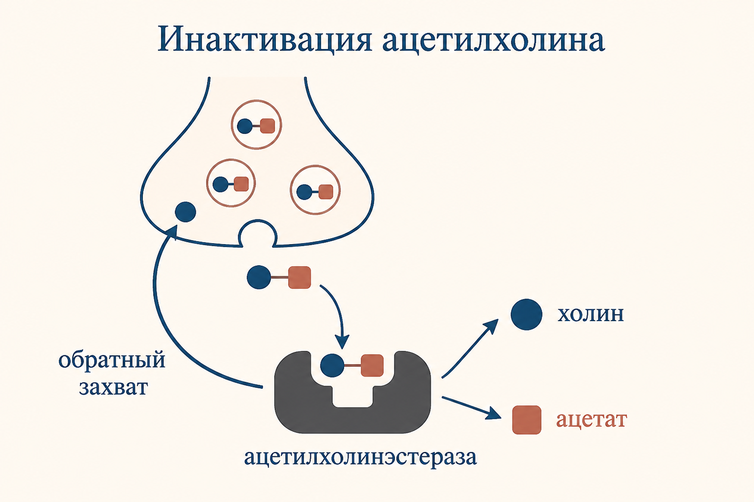 Инактивация ацетилхолина ацетилхолинэстеразой: расщепление на холин и ацетат, обратный захват холина в пресинаптическое окончание