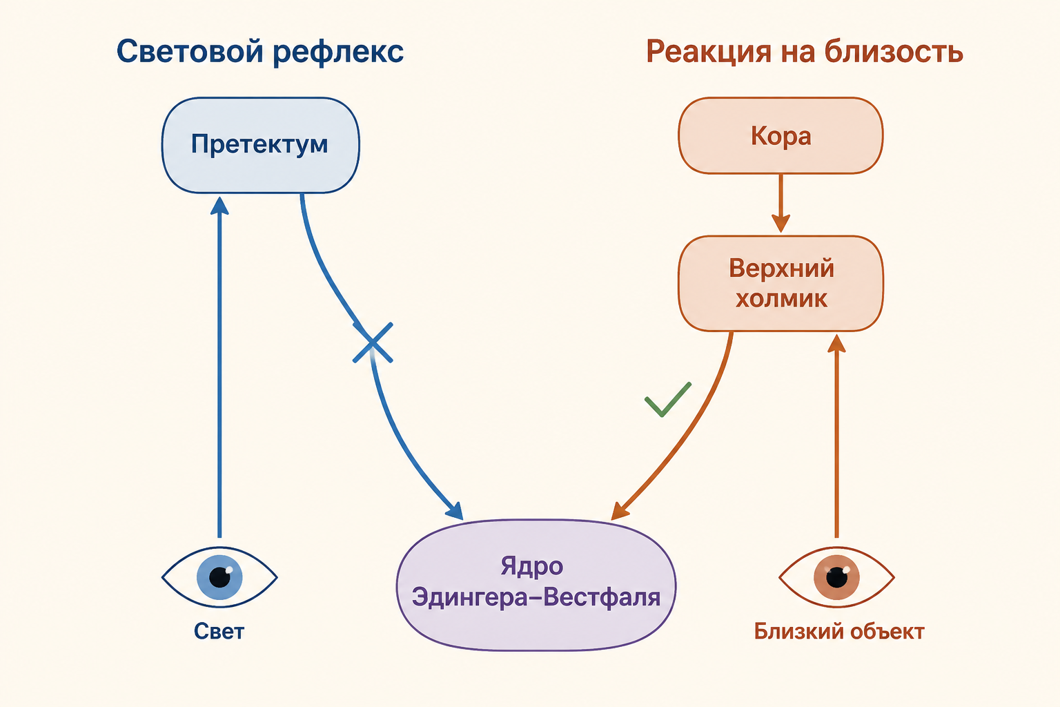 Зрачковый рефлекс на свет: схема дуги с претектальными ядрами и ядром Якубовича-Эдингера-Вестфаля