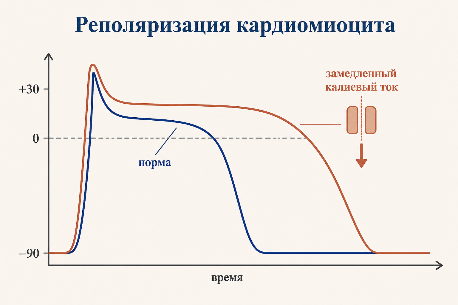 Сравнение нормального и удлинённого потенциала действия кардиомиоцита с замедленным калиевым током