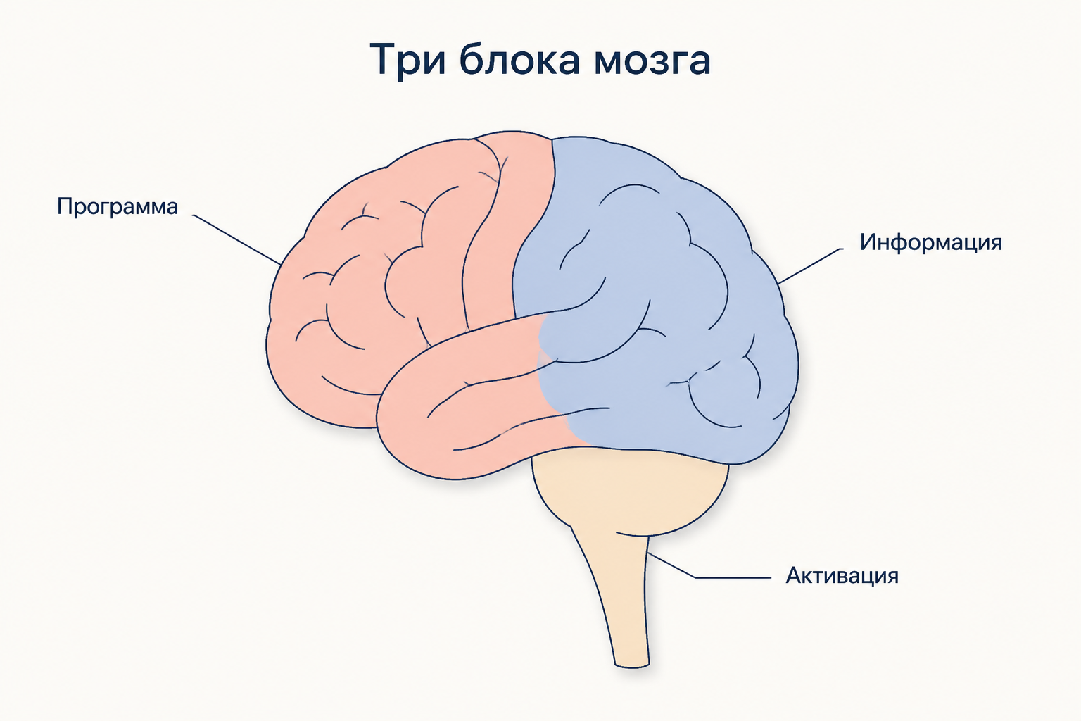 Схема трёх функциональных блоков мозга по Лурии: энергетический блок, блок приёма и переработки информации, блок программирования и контроля