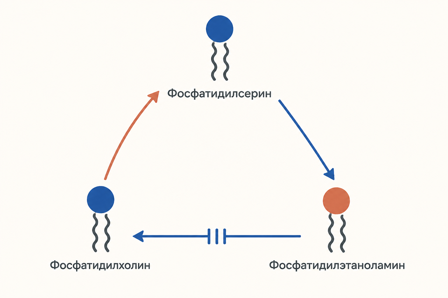 Переходы между фосфатидилсерином, фосфатидилэтаноламином и фосфатидилхолином