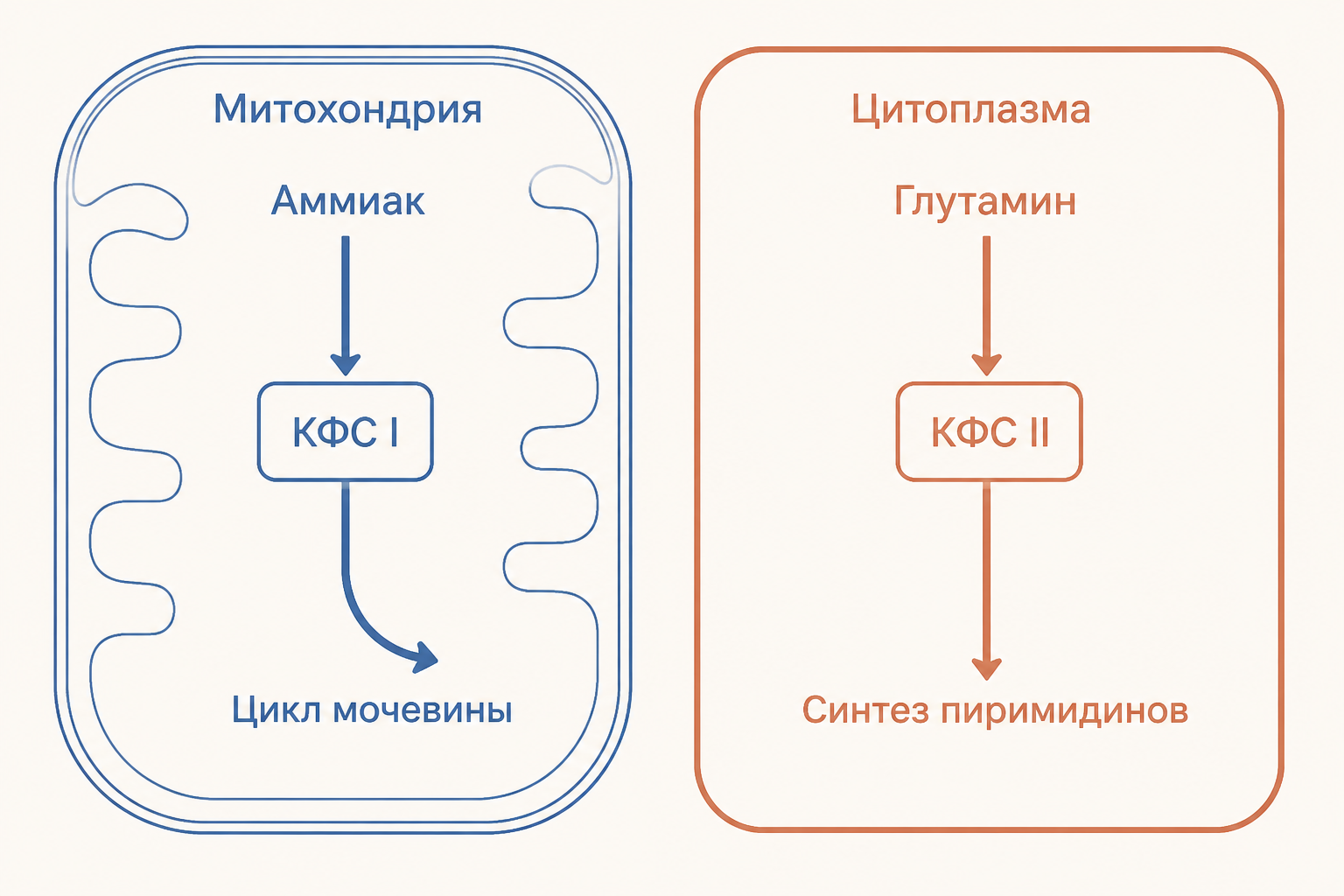 Схема показывает, что пиримидиновое кольцо строится до присоединения ФРПФ