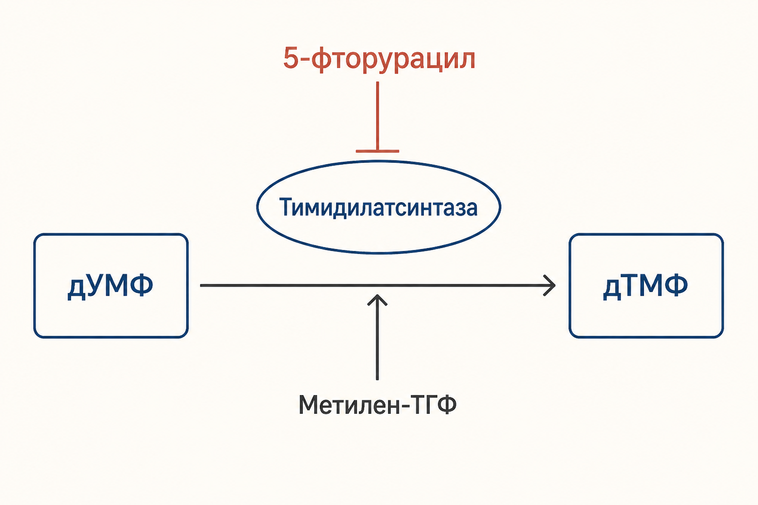 Тимидилатсинтаза превращает дУМФ в дТМФ с участием метилен-ТГФ, а 5-фторурацил блокирует фермент