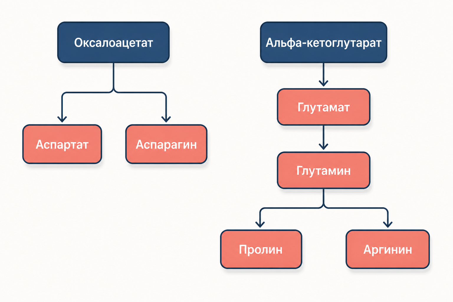 Схема двух ветвей от оксалоацетата и альфа-кетоглутарата к заменимым аминокислотам