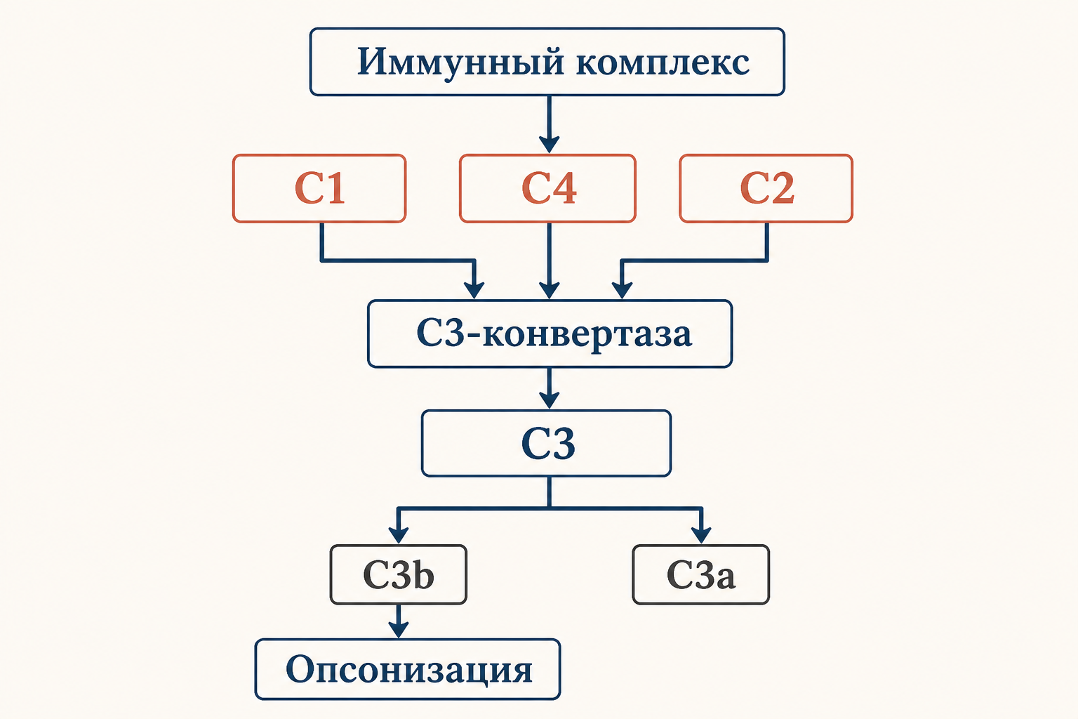 Обзорная схема: белки C1-C4-C2-C3 последовательно образуют C3-конвертазу классического пути