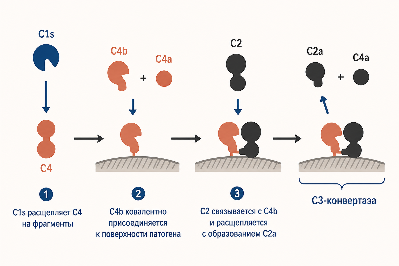 Схема сборки C3-конвертазы: C1s расщепляет C4 и C2, фрагменты C4b и C2a соединяются на поверхности патогена