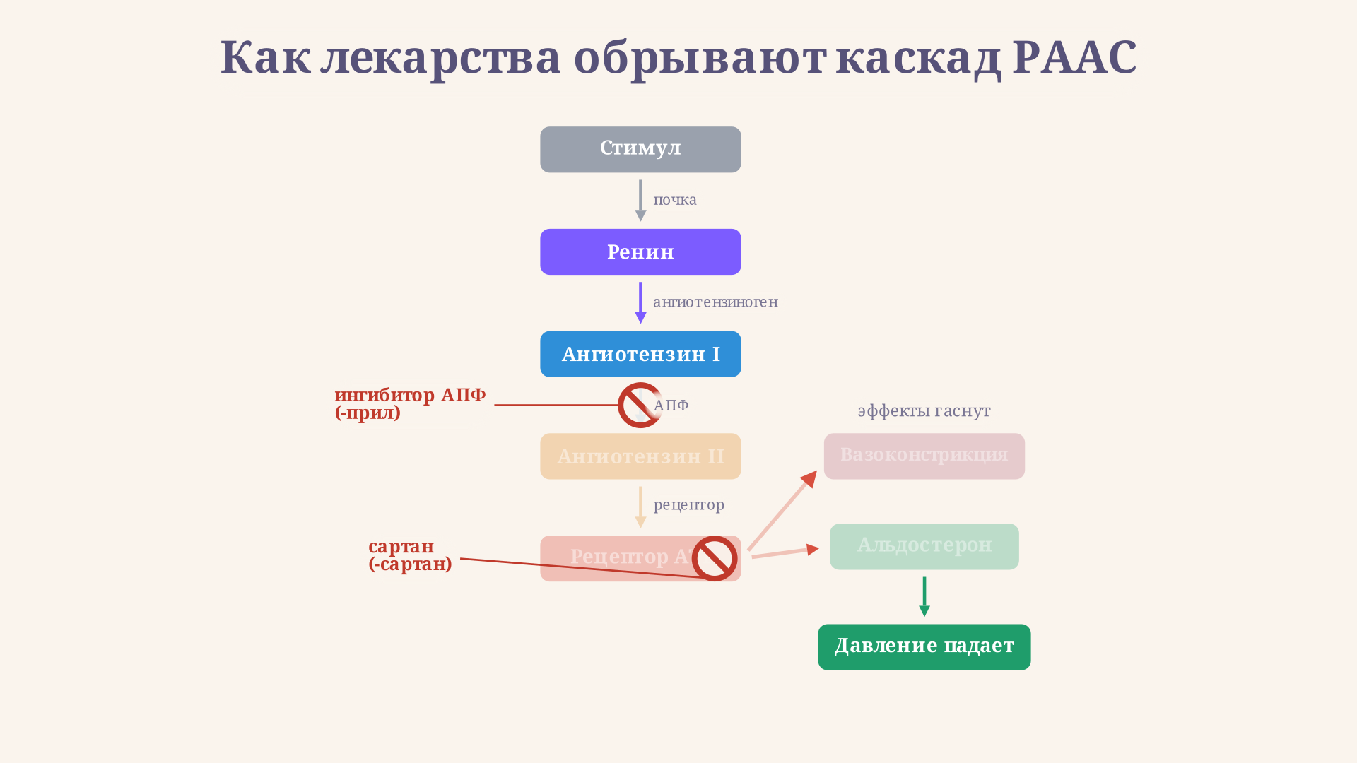 Сравнение точек блокады РААС: ингибитор АПФ останавливает превращение ангиотензина I в ангиотензин II, сартан закрывает рецептор AT1