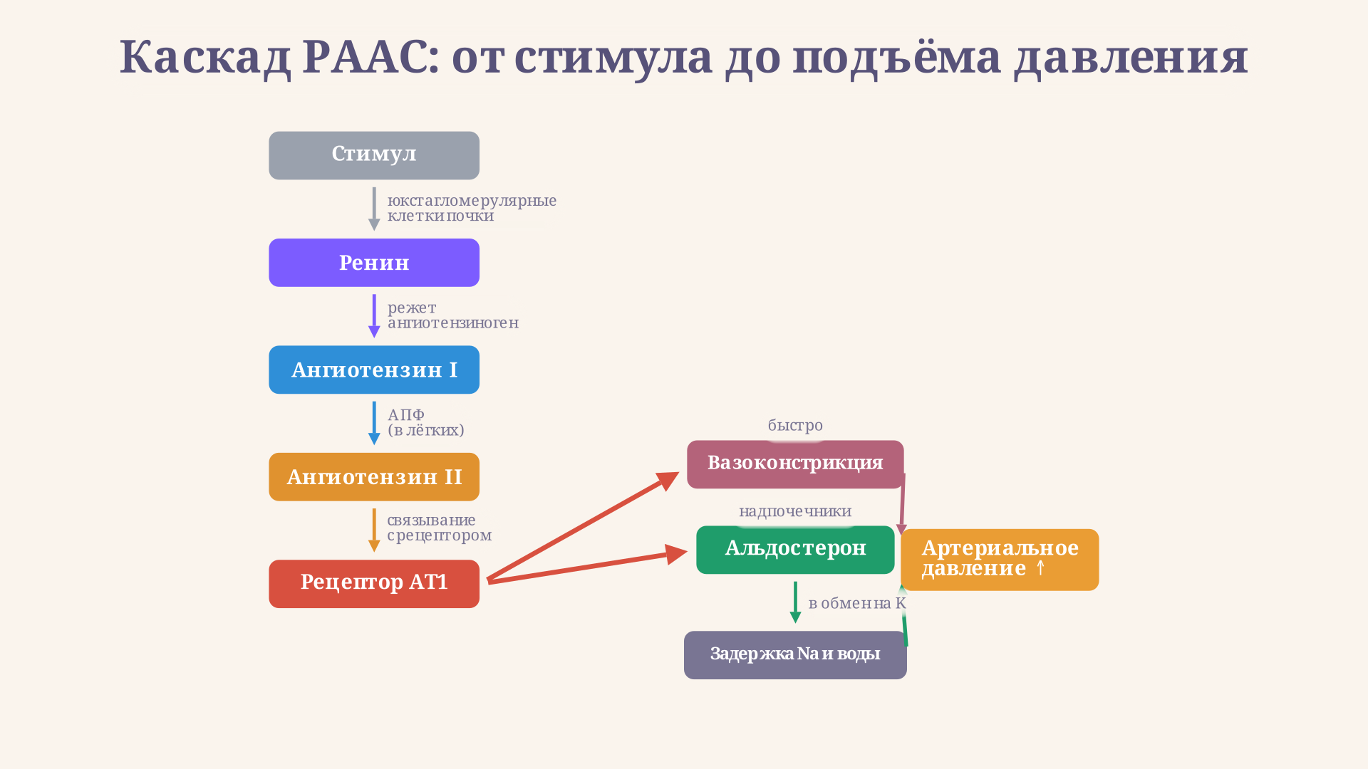 Каскад РААС: стимул запускает ренин, тот превращает ангиотензиноген в ангиотензин I, АПФ дает ангиотензин II, действующий на рецептор AT1