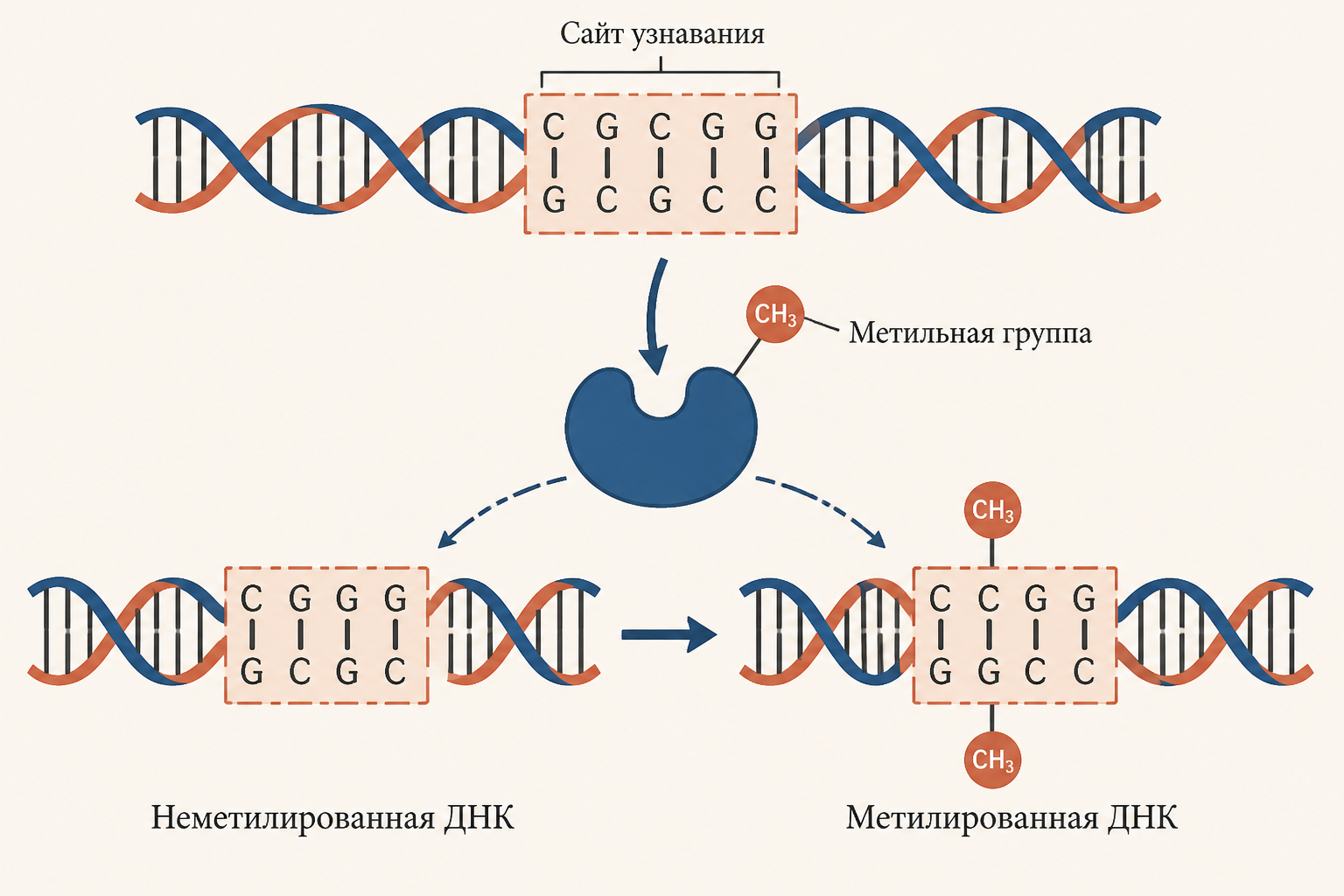 Схема системы рестрикции-модификации: метилтрансфераза метит ДНК, рестриктаза разрезает немеченую ДНК