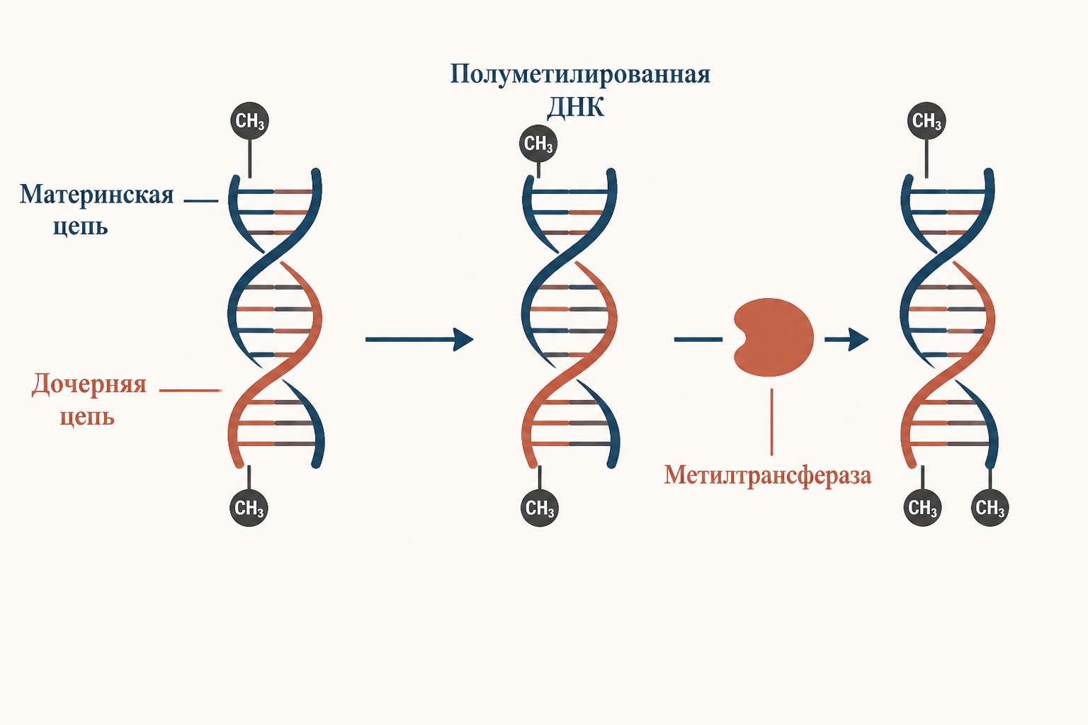 Метилирование ДНК после репликации: полуметилированная и полностью метилированная ДНК