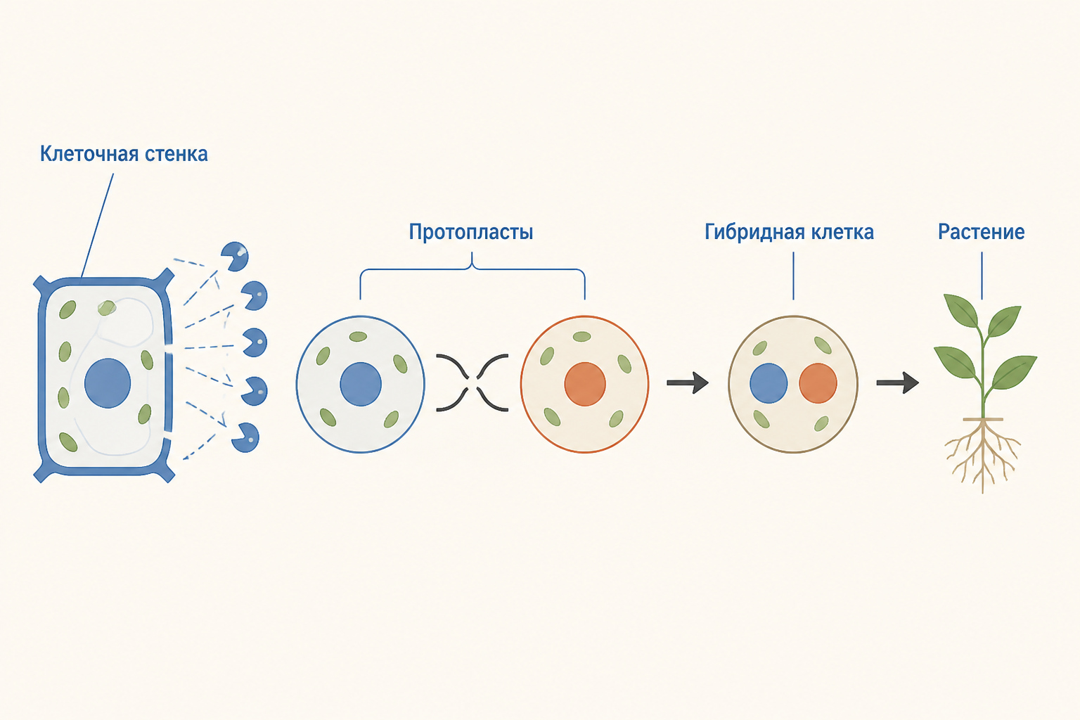 Схема получения растительного соматического гибрида: ферменты снимают стенку, протопласты сливаются, затем отбирают и регенерируют клеточную линию