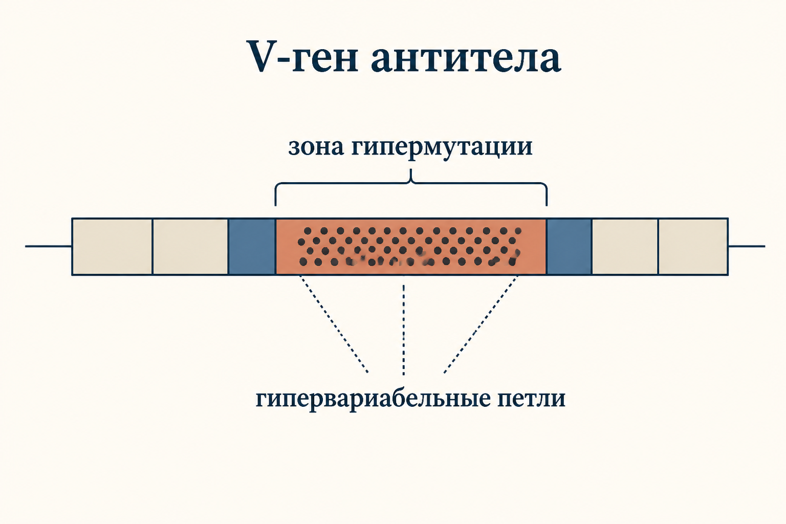 Схема локуса вариабельного гена антитела с зоной гипермутации в гипервариабельных петлях