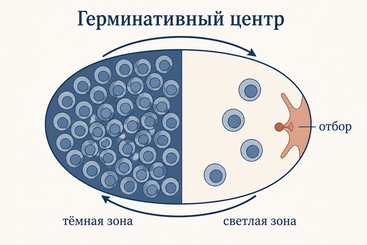 Герминативный центр с тёмной зоной мутирования и светлой зоной отбора B-клеток