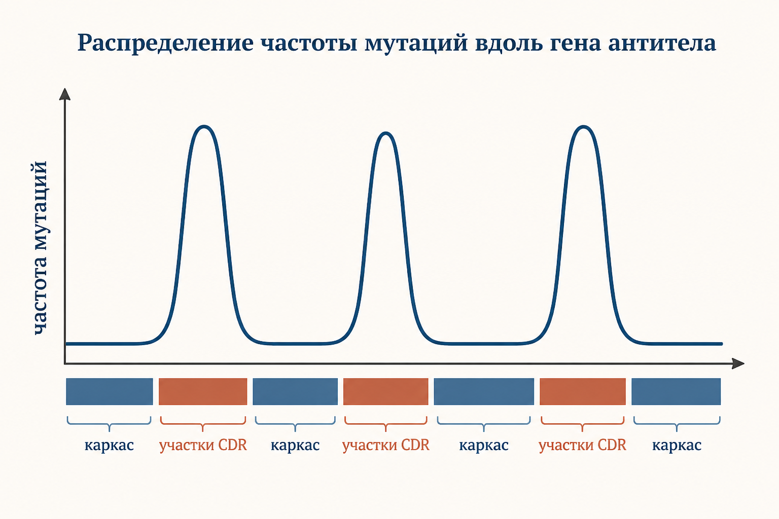 Распределение точечных мутаций: пики в участках CDR против ровного фона каркаса