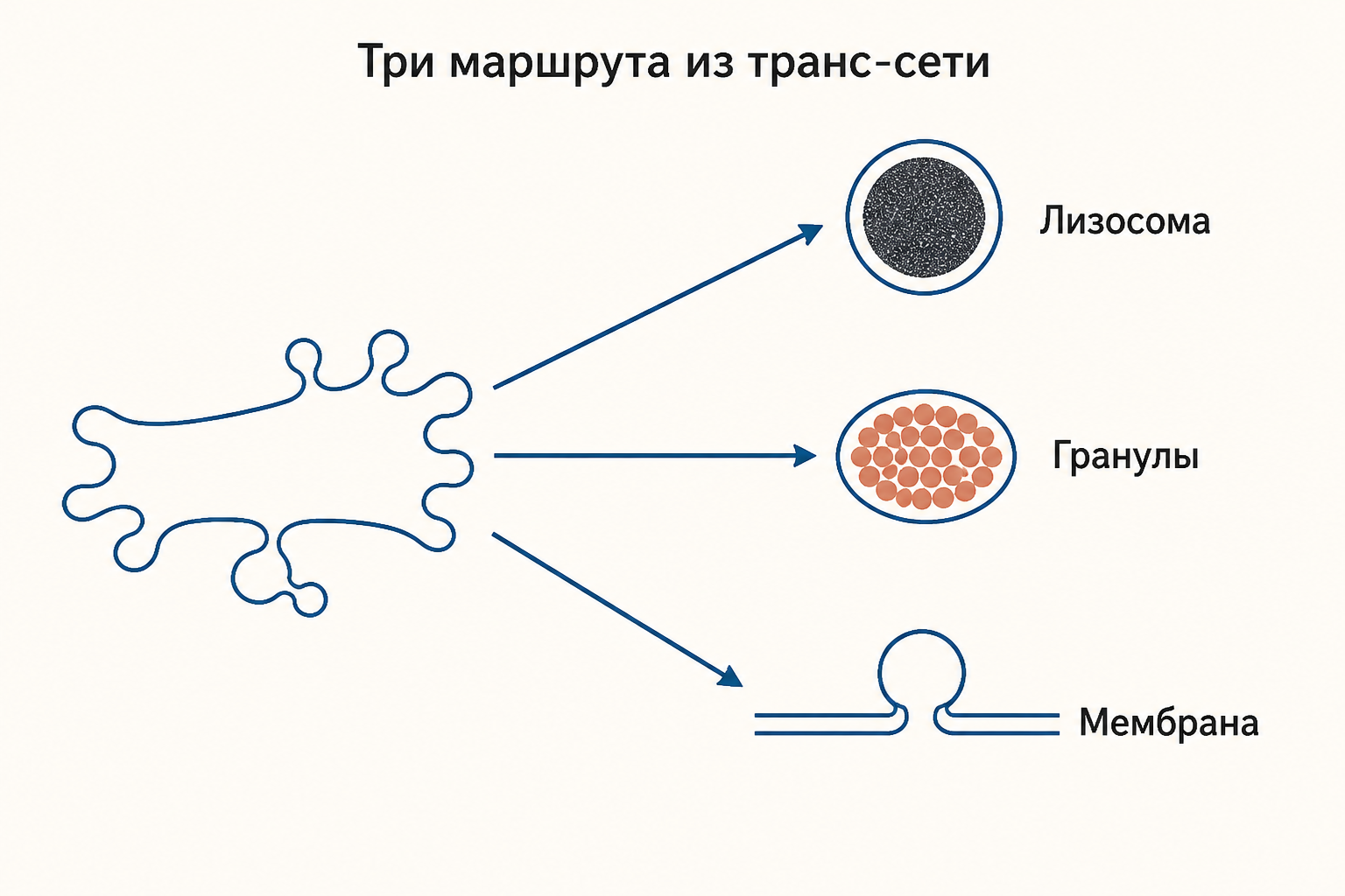 Три маршрута из транс-сети Гольджи: лизосома, секреторные гранулы и плазматическая мембрана