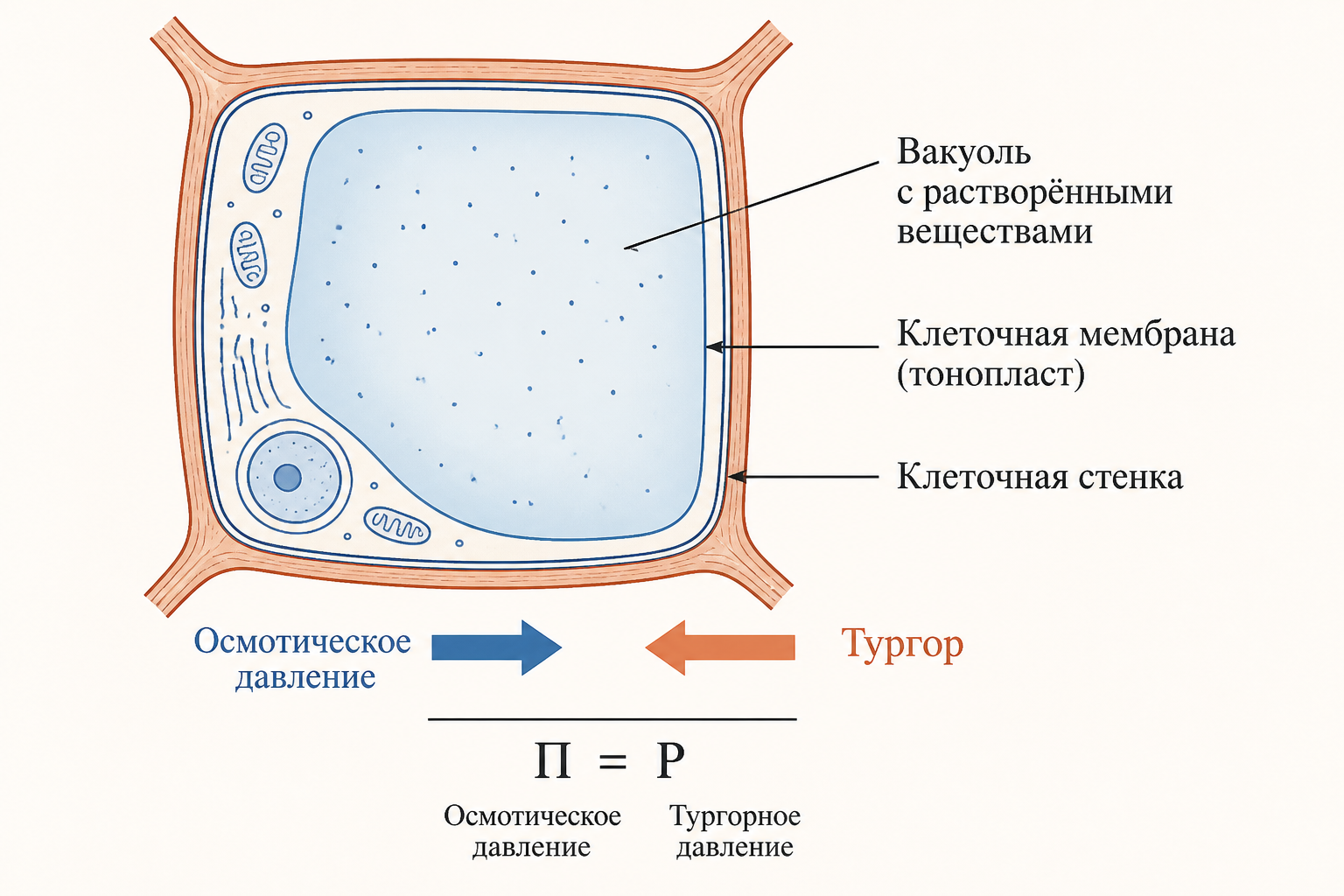 Схема сосущей силы: осмотическое и тургорное давление в клетке