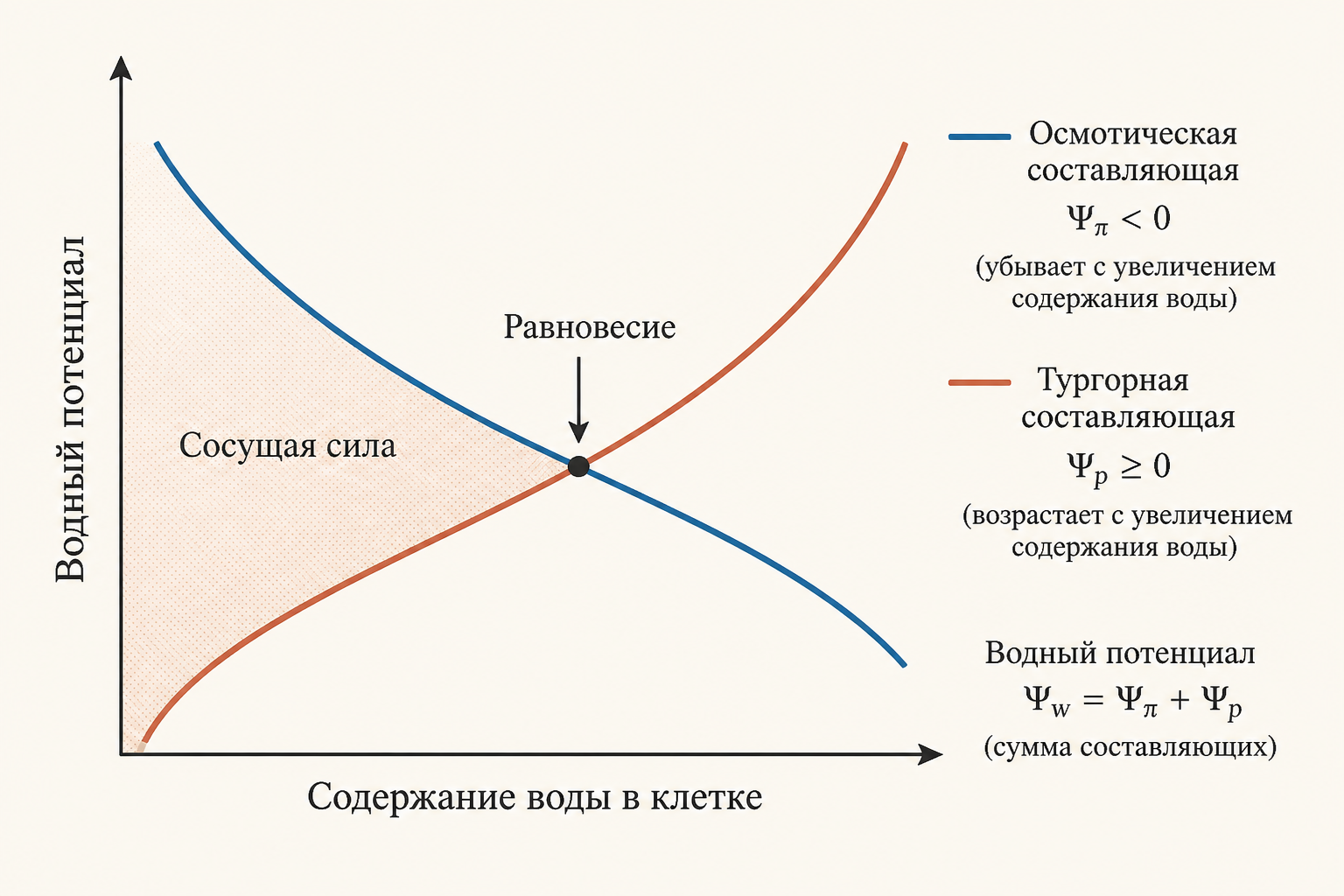 Водный потенциал и его компоненты в растительной клетке