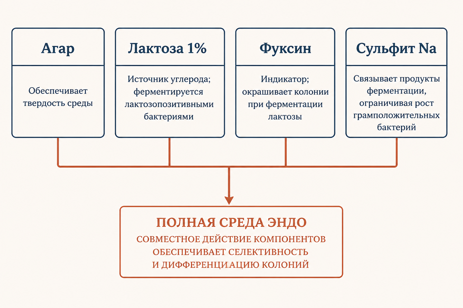 Схема состава среды Эндо: лактоза, фуксин и сульфит натрия с описанием роли каждого